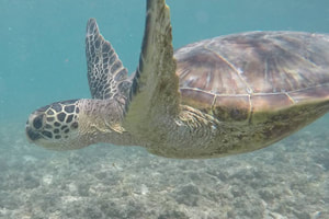 Photo of a honu (sea turtle) swimming. Provided by Polu Lani Surf