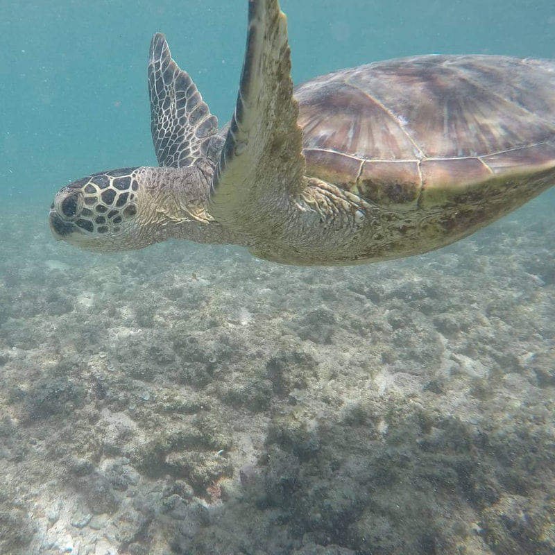 Beautiful honu (sea turtle) swimming in the clear water, above coral and reef. Provided by Polu Lani Surf.